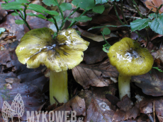 Tricholoma viridilutescens