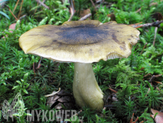 Tricholoma viridilutescens