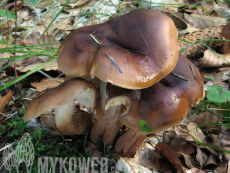 Tricholoma ustale