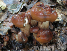 Tricholoma ustale