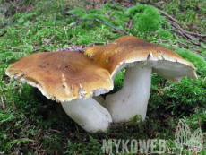 Tricholoma arvernense