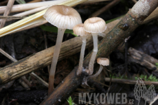 Mycena belliae