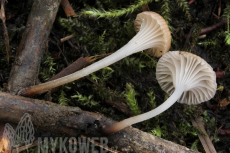 Mycena belliae