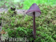 Mycena purpureofusca