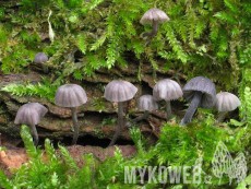 Mycena pseudocorticola