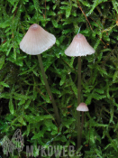 Mycena sanguinolenta