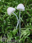 Mycena galopus