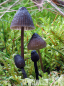 Mycena galopus