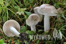 Hygrophorus agathosmus