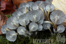 Mycena tintinnabulum