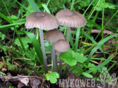 Mycena abramsii