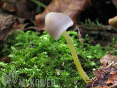 Mycena epipterygia