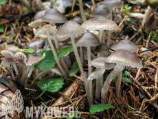 Mycena flos-nivium