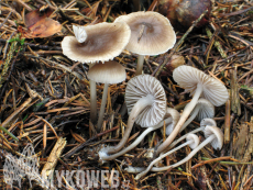 Mycena flos-nivium