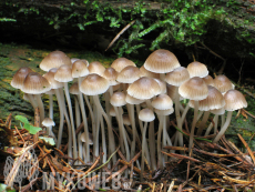 Mycena flos-nivium