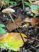 Mycena crocata