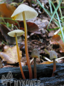 Mycena crocata