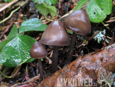 Mycena strobilicola