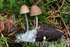 Mycena strobilicola