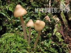 Mycena romagnesiana