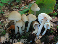 Mycena romagnesiana