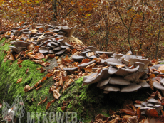 Pleurotus ostreatus