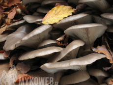 Pleurotus ostreatus