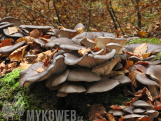 Pleurotus ostreatus