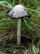 Coprinus comatus