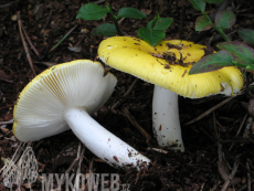 Russula claroflava