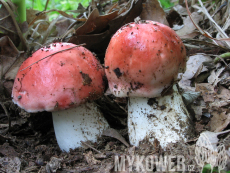 Russula pseudointegra