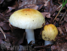 Russula solaris