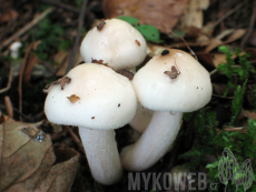 Hygrophorus hedrychii