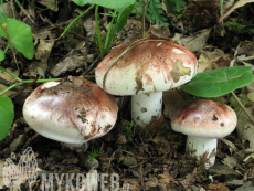 Hygrophorus russula