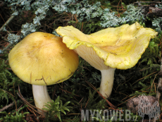 Hygrophorus lucorum