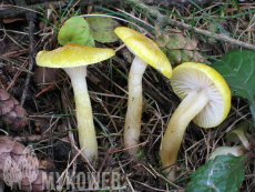 Hygrophorus lucorum