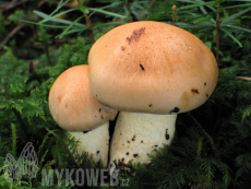 Hygrophorus pudorinus