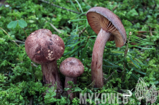 Hygrophorus capreolarius