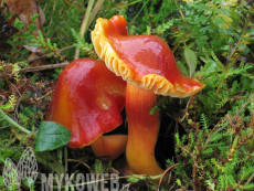 Hygrocybe punicea