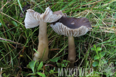 Hygrocybe nitrata