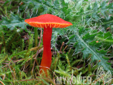 Hygrocybe reidii