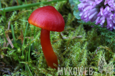 Hygrocybe coccinea