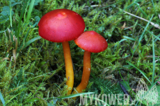 Hygrocybe coccinea