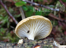 Lentinus suavissimus