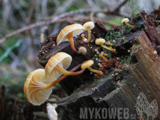 Xeromphalina campanella