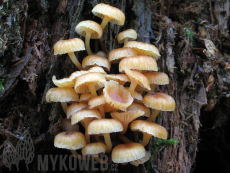 Xeromphalina campanella