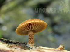 Phaeomarasmius erinaceus