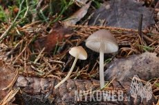 Mycena strobilicola