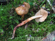 Phaeocollybia lugubris