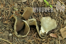 Helvella leucomelaena